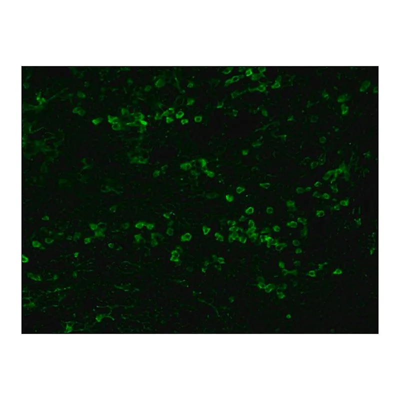 Merck Anti-Rabbit IgG (whole molecule)-FITC antibody produced in goat