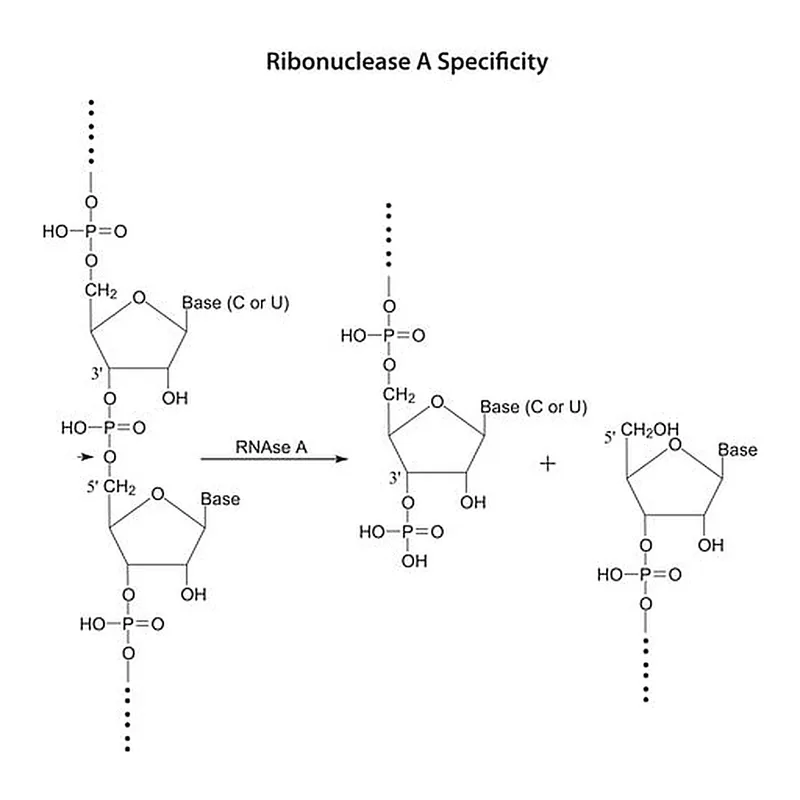 Merck Ribonuclease A from bovine pancreas