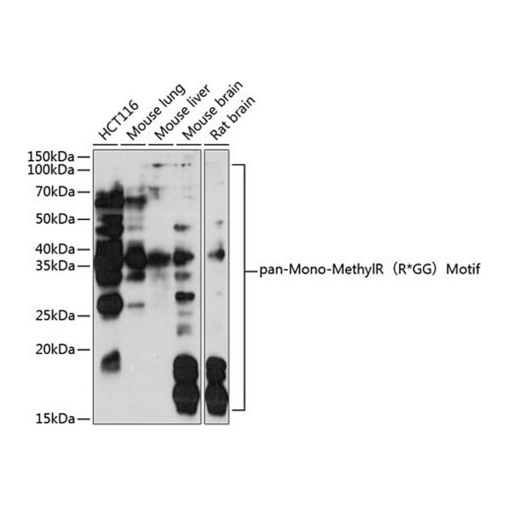 Merck Anti-pan-Mono-MethylR(R*GG)Motif antibody produced in rabbit