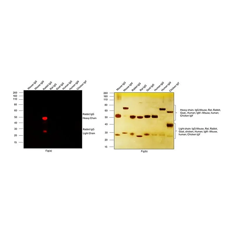 Thermo Fisher Scientific Donkey anti-Rabbit IgG (H+L) Highly Cross-Adsorbed Secondary Antibody, Alexa Fluor Plus 647