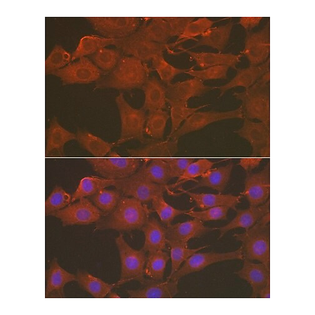 Merck Anti- Caspase-3 antibody produced in rabbit
