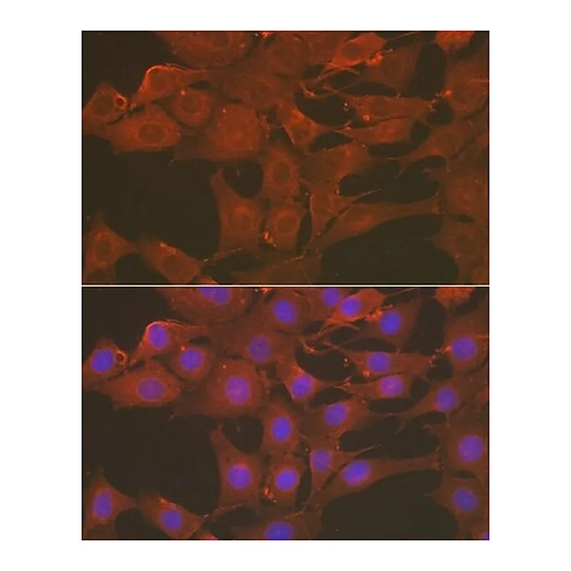 Merck Anti- Caspase-3 antibody produced in rabbit