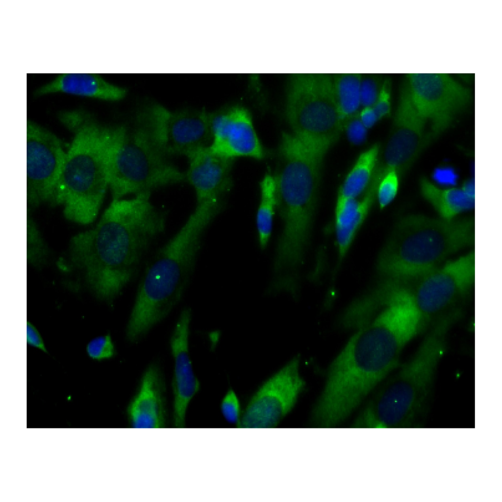 BD Purified Mouse Anti-Ataxin-2