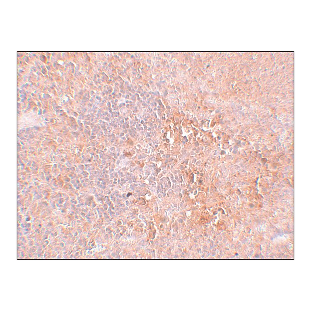 Merck Anti-JMJD4 antibody produced in rabbit