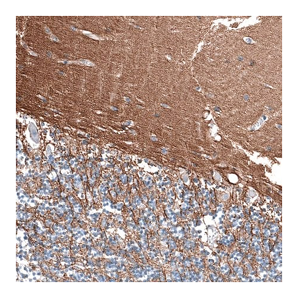 Merck Anti-RXFP1 antibody produced in rabbit