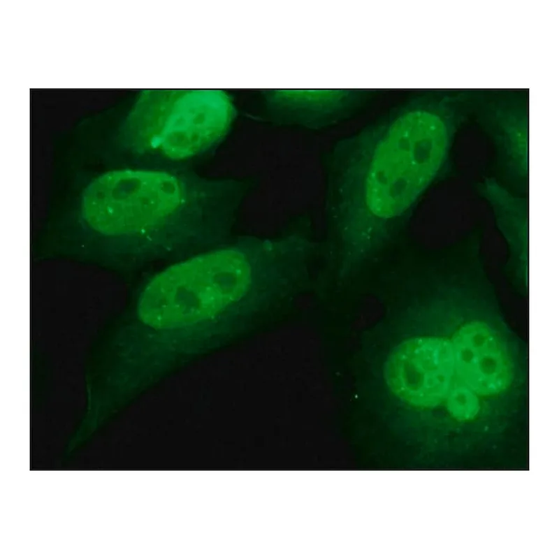 Merck Anti-INCENP antibody produced in rabbit