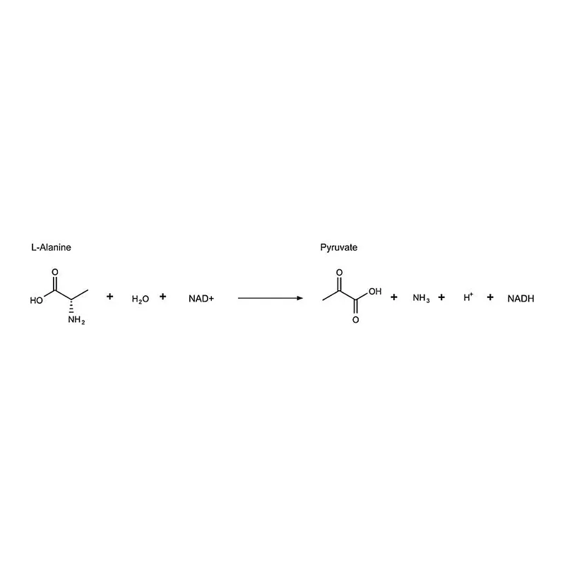 Merck L-Alanine Dehydrogenase from Bacillus subtilis