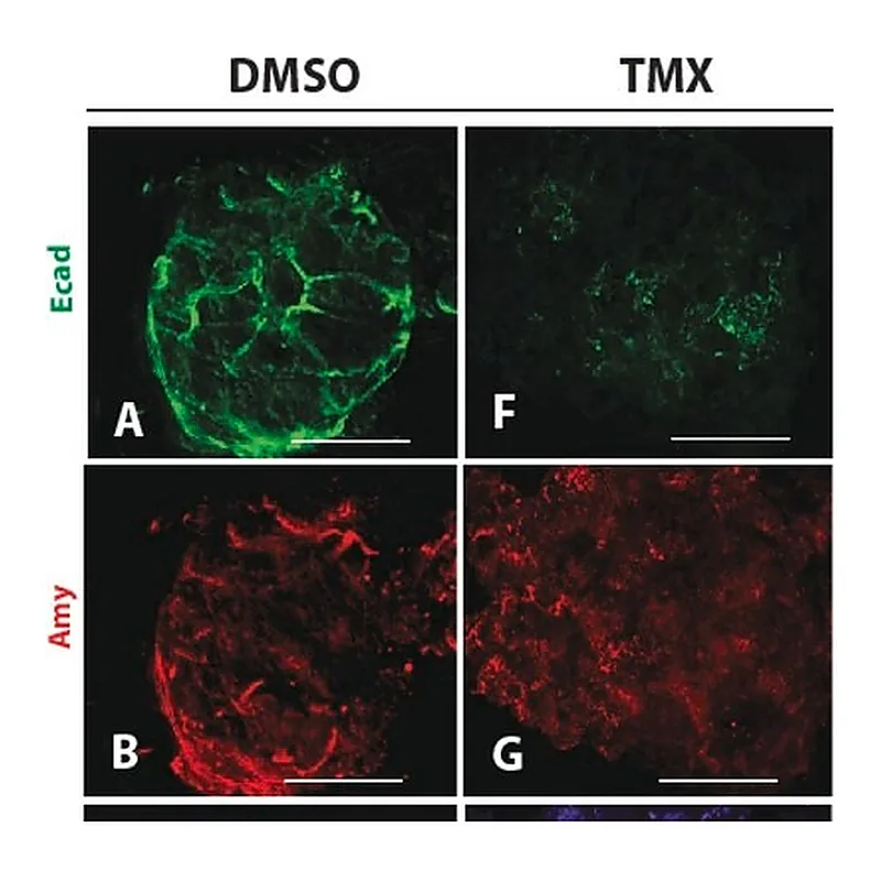 Merck Anti-alpha-Amylase antibody produced in rabbit