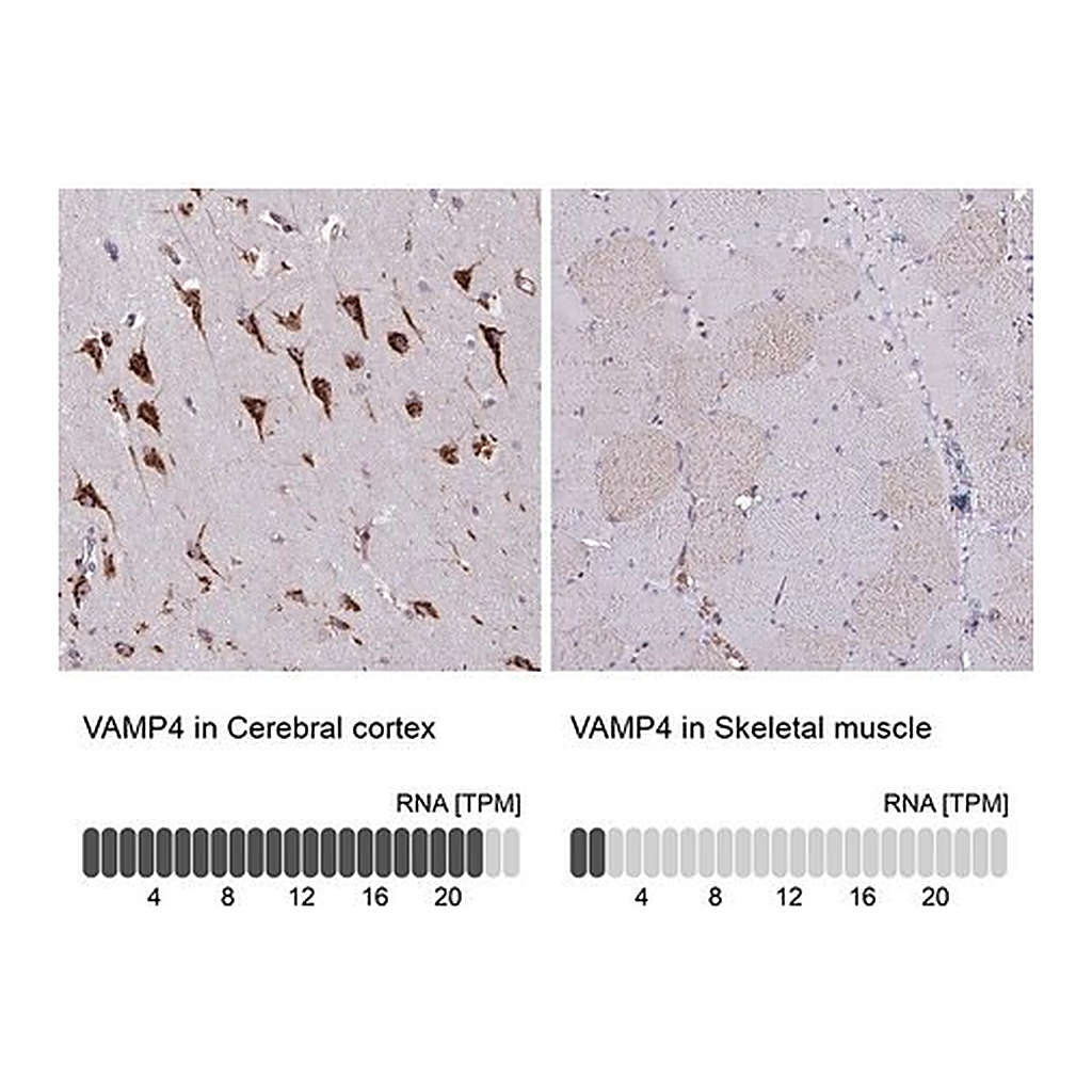 Merck Anti-VAMP4 antibody produced in rabbit