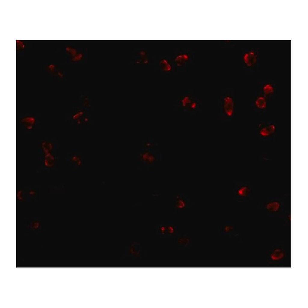 Merck Anti-Integrin alpha 4 antibody produced in rabbit
