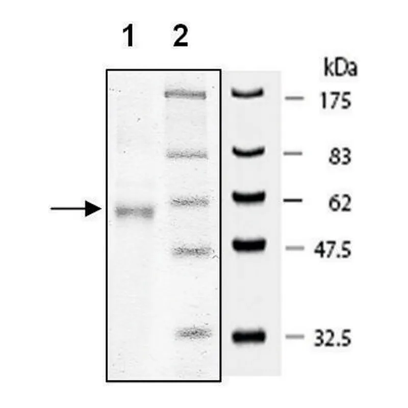 Merck Flt3 active human