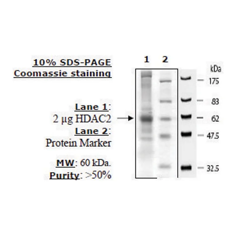 Merck HDAC2 FLAG tag human