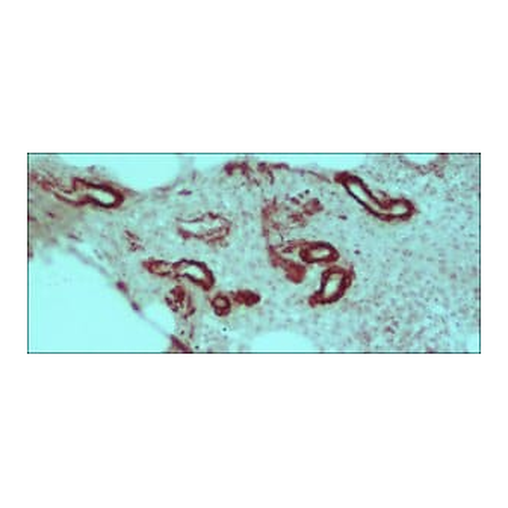 Merck ANTI-MOUSE IGG (WHOLE MOLECULE)