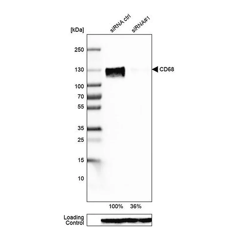 Merck Monoclonal Anti-CD68 antibody produced in mouse