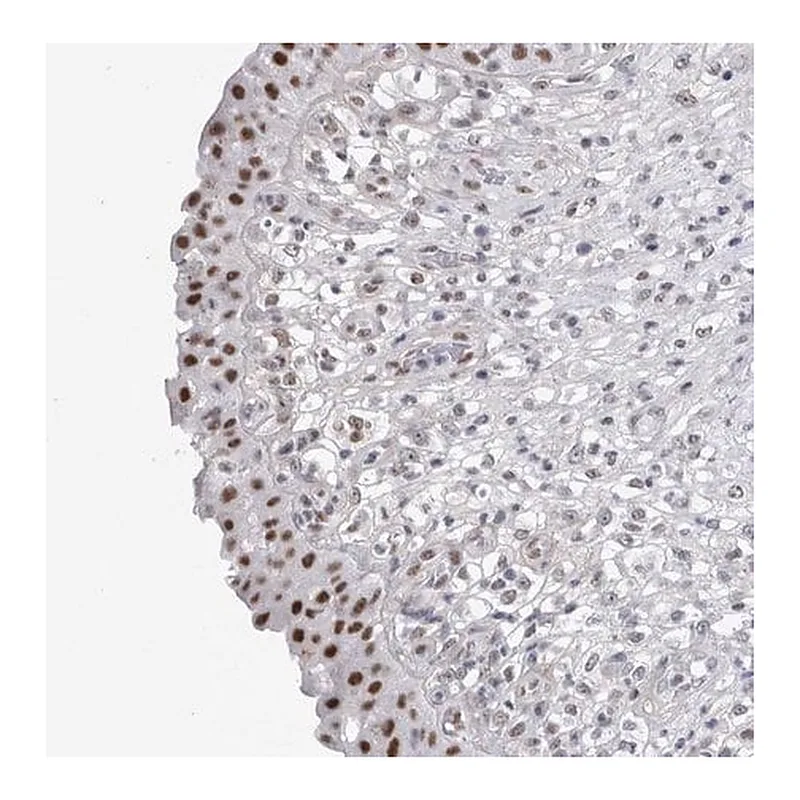 Merck Anti-API5 antibody produced in rabbit