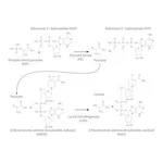 Merck PK/LDH ENZYMES SOLUTION IN 50% GLYCEROL