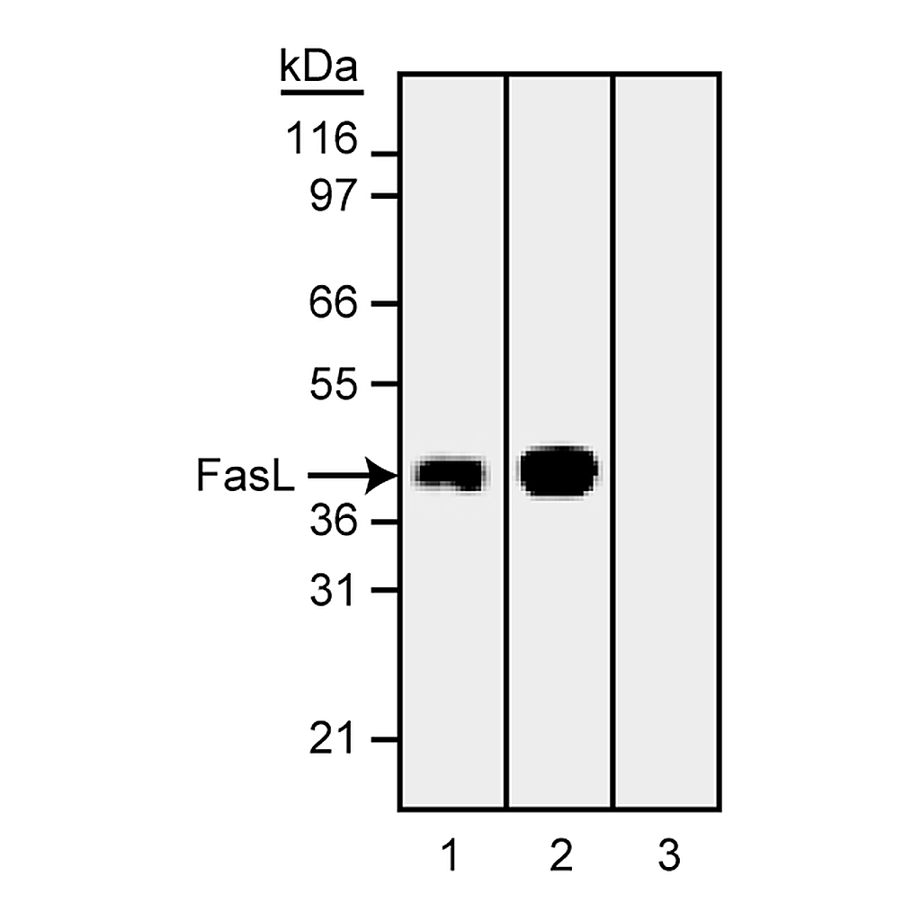 BD Purified Mouse Anti-Human CD178