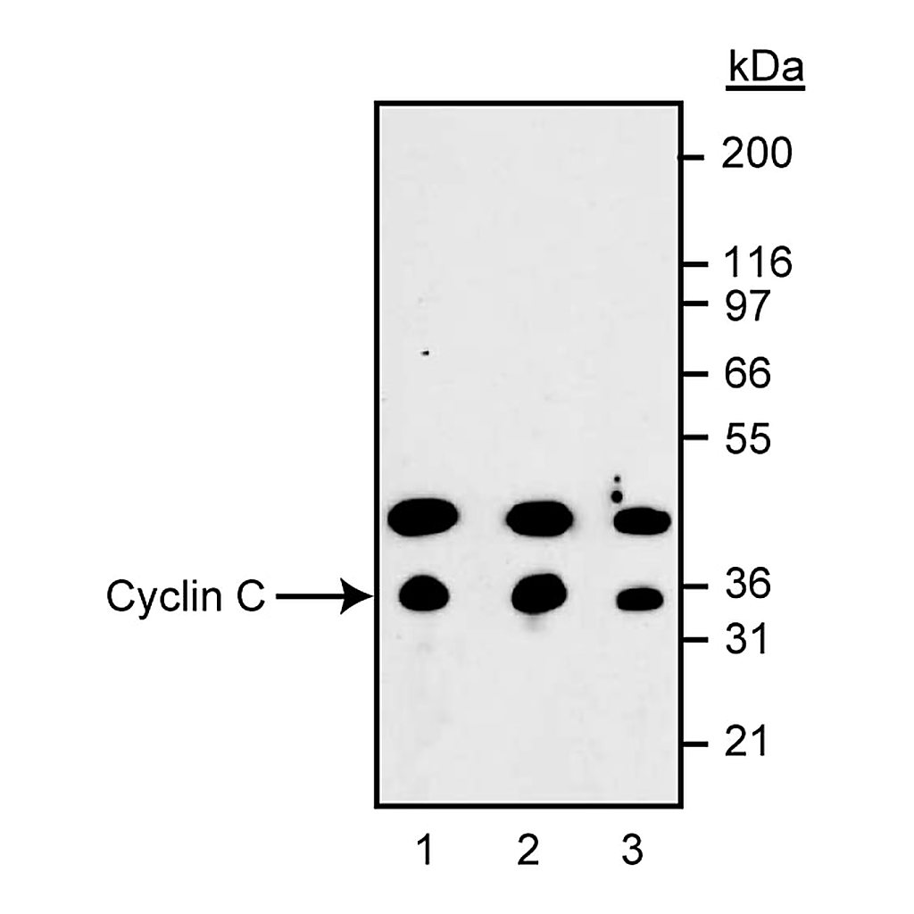 BD Serum Rabbit Anti-Cyclin C