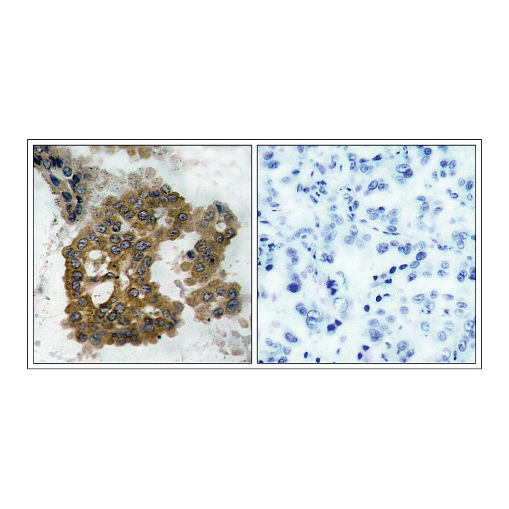 Merck Anti-phospho-AKT2 (pSer474) antibody produced in rabbit