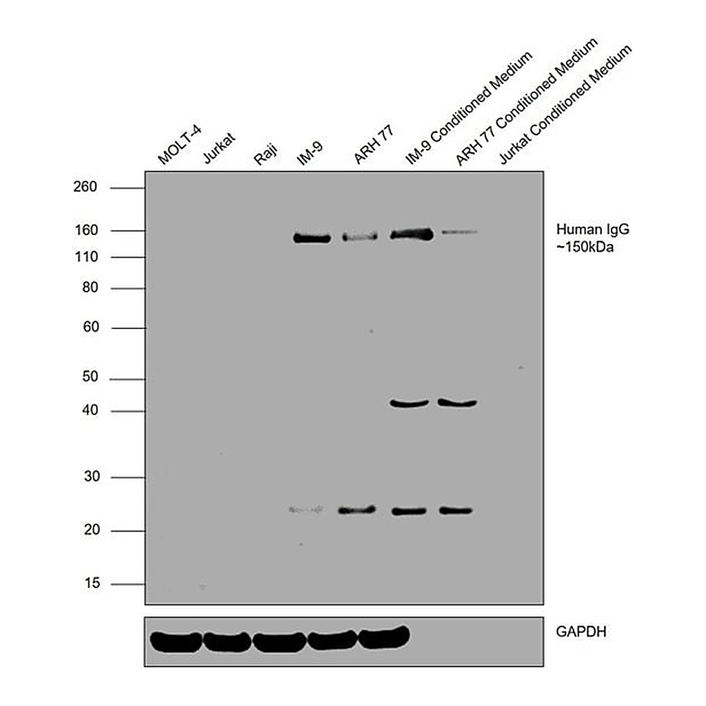 Thermo Fisher Scientific Goat anti-Human IgG F(ab`)2 Secondary Antibody, HRP