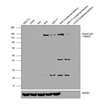 Thermo Fisher Scientific Goat anti-Human IgG F(ab`)2 Secondary Antibody, HRP