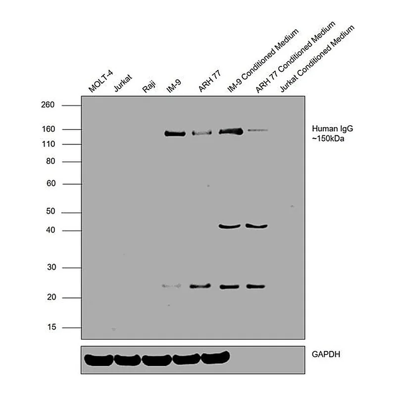 Thermo Fisher Scientific Goat anti-Human IgG F(ab`)2 Secondary Antibody, HRP