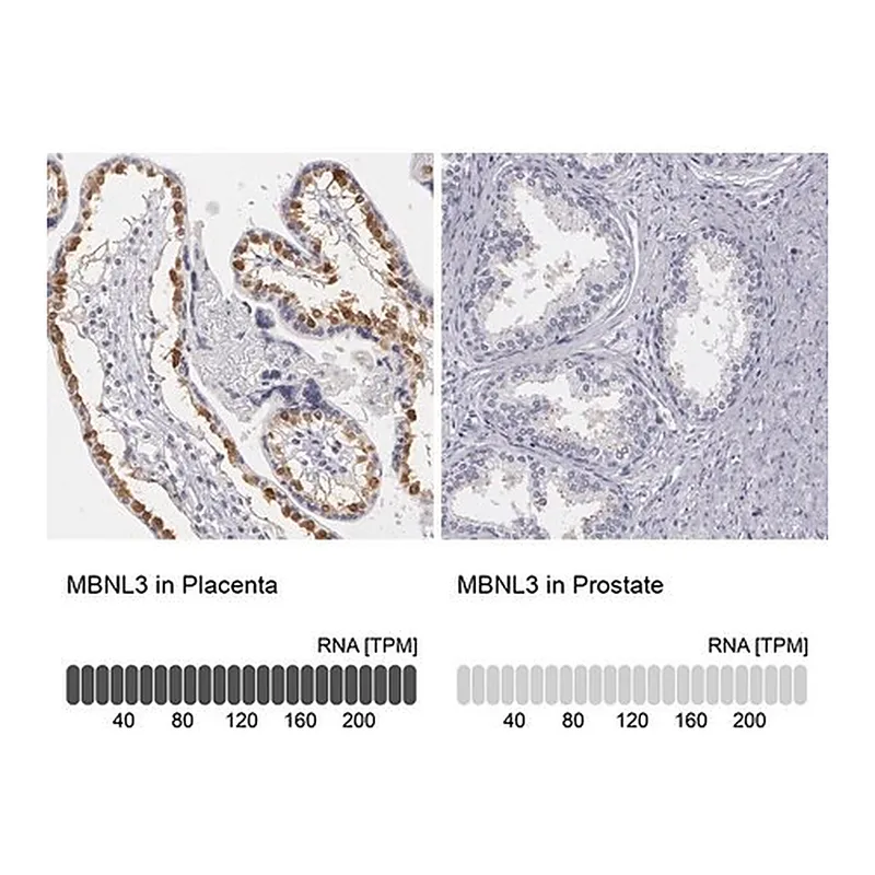 Merck Anti-MBNL3 antibody produced in rabbit