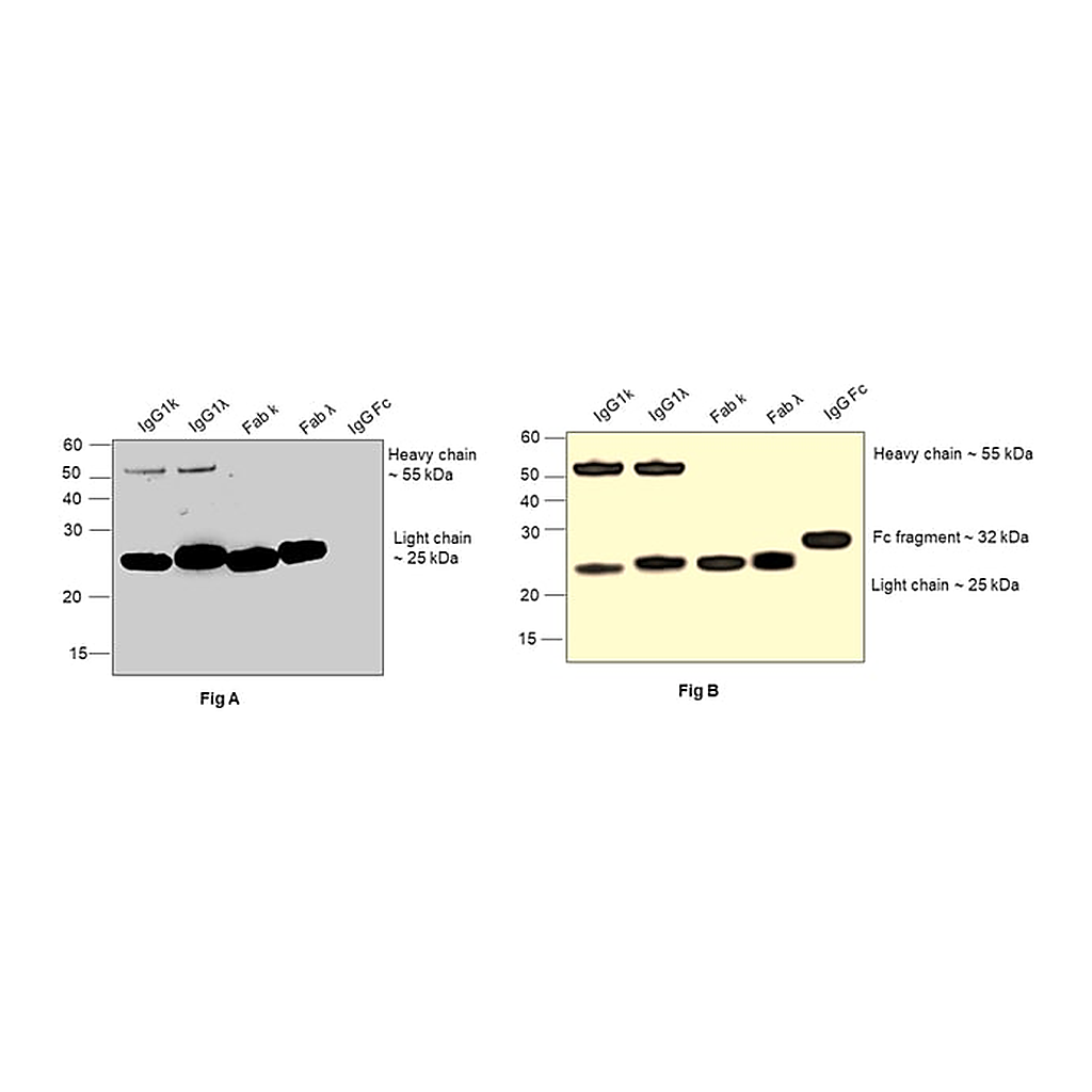 Thermo Fisher Scientific Goat anti-Human IgG Fab Superclonal Secondary Antibody