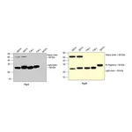 Thermo Fisher Scientific Goat anti-Human IgG Fab Superclonal Secondary Antibody