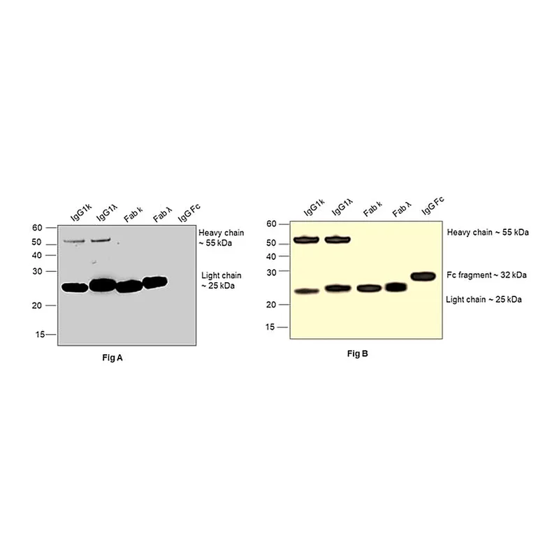 Thermo Fisher Scientific Goat anti-Human IgG Fab Superclonal Secondary Antibody