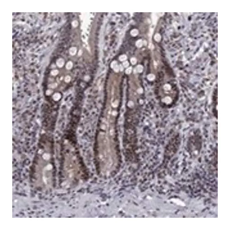 Merck Anti-TCEAL1 antibody produced in rabbit