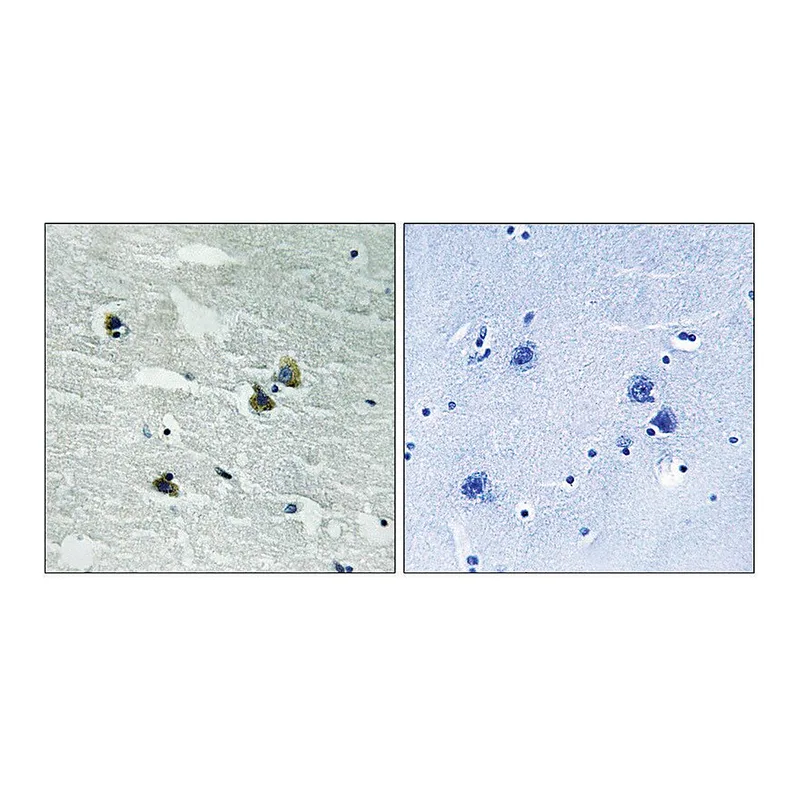 Merck Anti-phospho-MER/SKY (pTyr749/681) antibody produced in rabbit