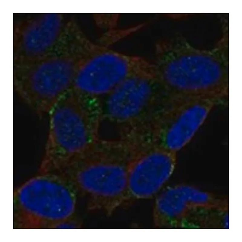 Merck Anti-BEX2 antibody produced in rabbit