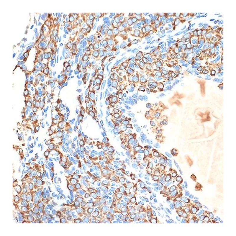 Merck Anti-CYPOR antibody produced in rabbit