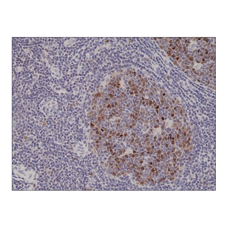 Merck Anti-Aurora-B antibody, Rabbit monoclonal