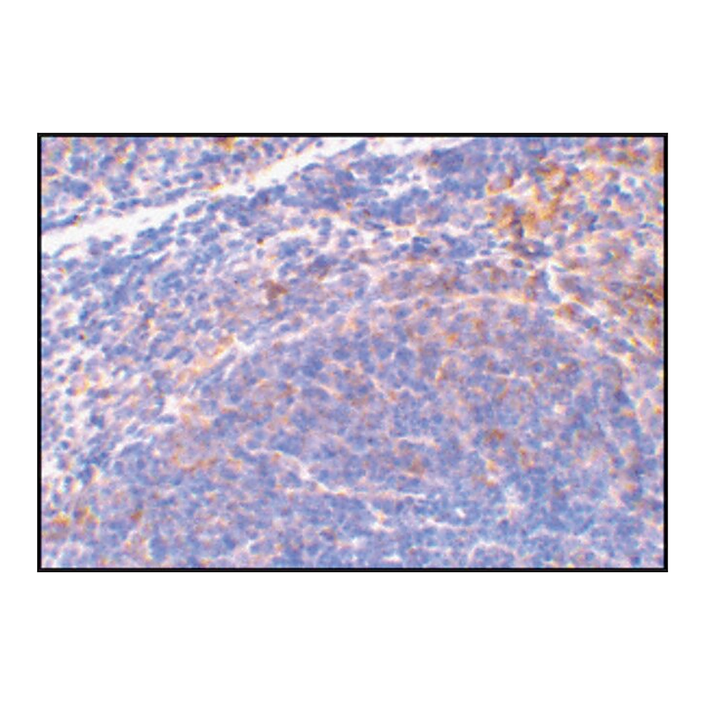 Merck Anti-SMAC antibody produced in rabbit