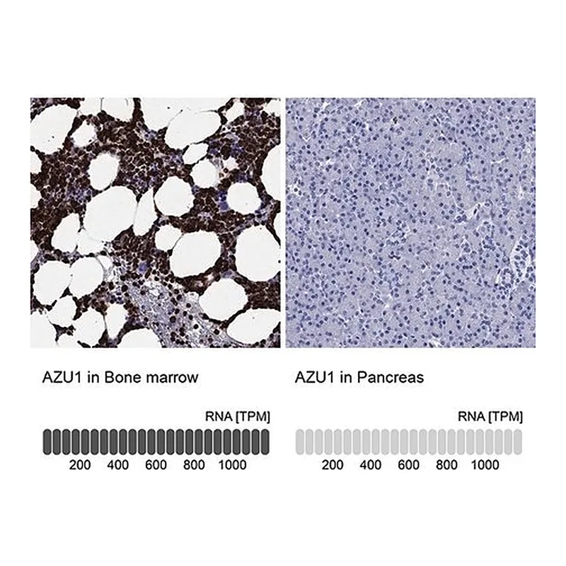 Merck Anti-AZU1 antibody produced in rabbit