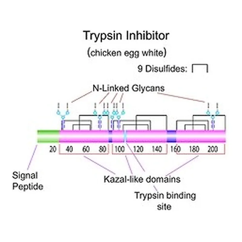 Merck TRYPSIN INHIBITOR TYPE II-O