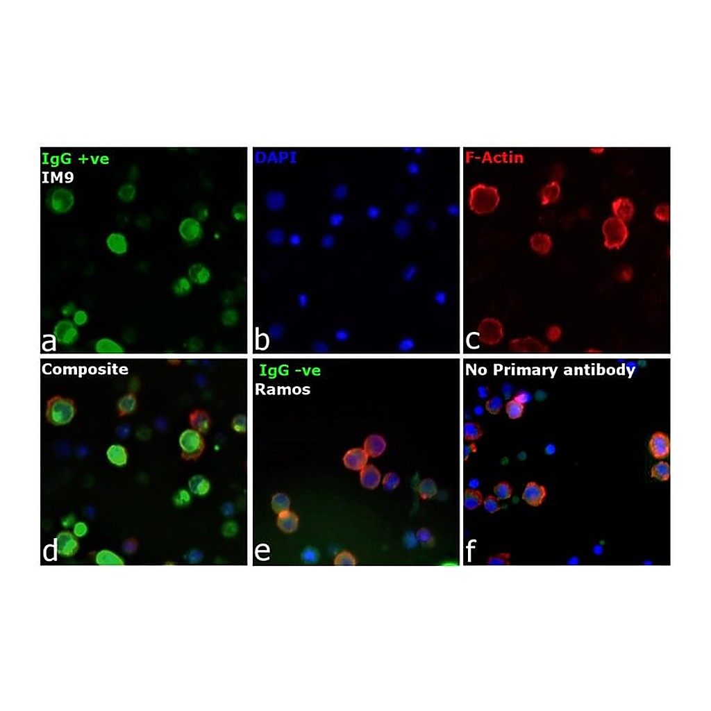 Thermo Fisher Scientific Goat anti-Human IgG (H+L) Secondary Antibody