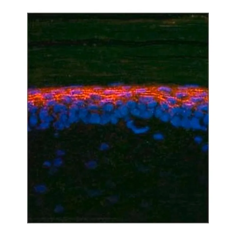 Merck Anti-SMAD2, (N-terminal) antibody produced in rabbit