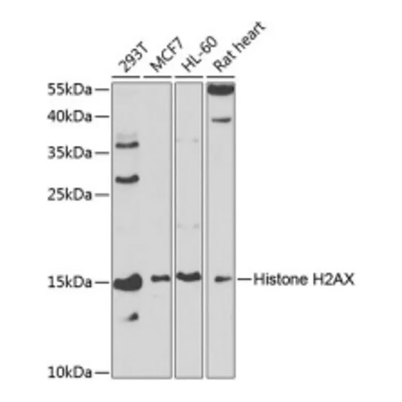 Merck Anti-Histone H2AX antibody produced in rabbit