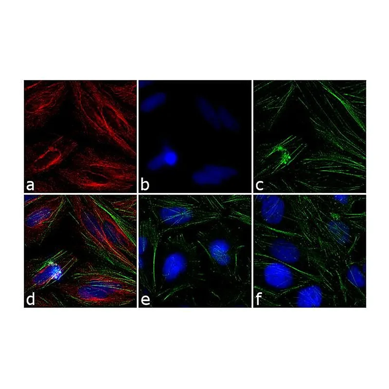 Thermo Fisher Scientific Donkey anti-Mouse IgG (H+L) Secondary Antibody, TRITC