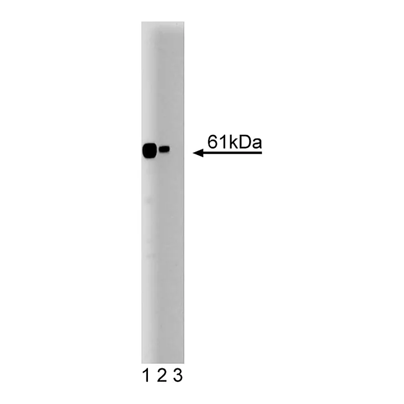 BD Purified Mouse Anti-Calcineurin