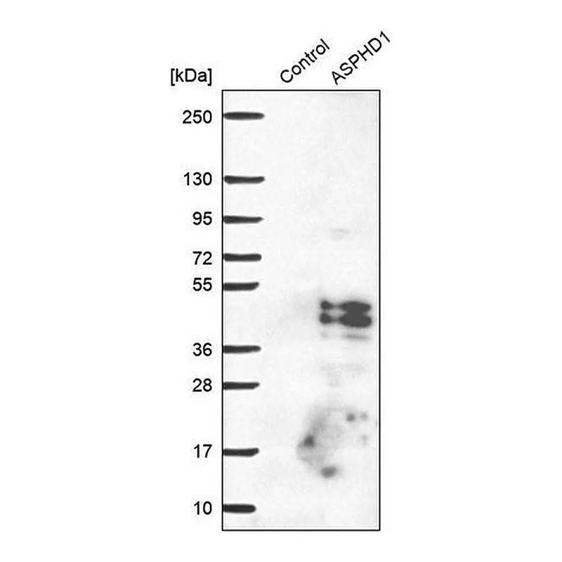 Merck Anti-ASPHD1 antibody produced in rabbit