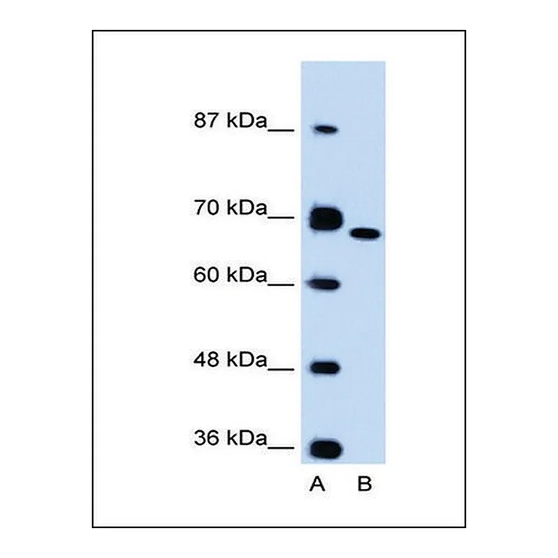 Merck Anti-FN1 antibody produced in rabbit