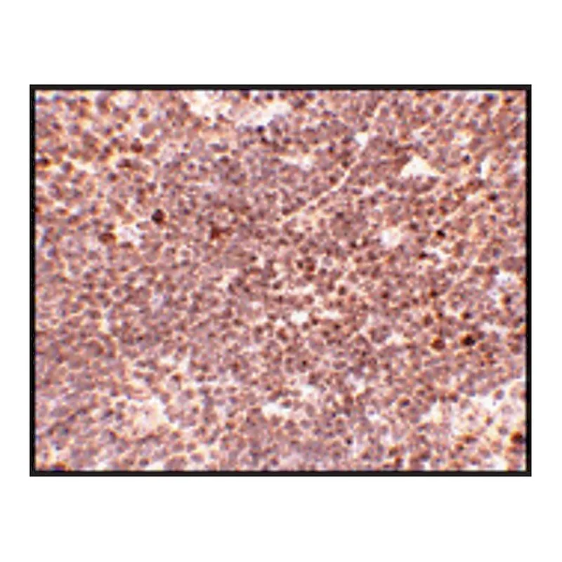 Merck Anti-S1P1 antibody produced in rabbit