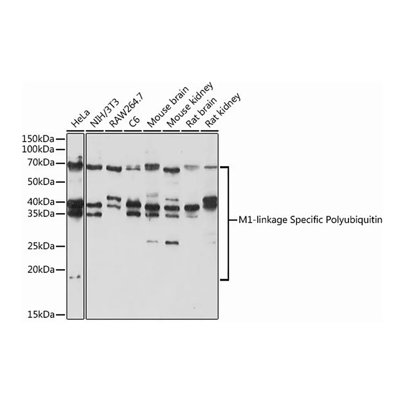 Merck Anti-M1-linkage Specific Polyubiquitin antibody produced in rabbit