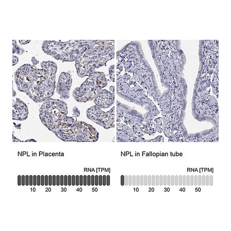Merck Anti-NPL antibody produced in rabbit
