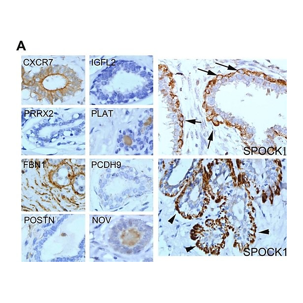 Merck Anti-PLAT antibody produced in rabbit