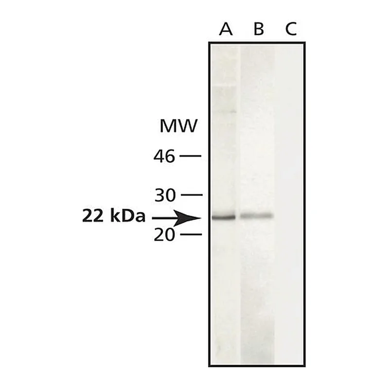 Merck Anti-Caveolin-1 antibody produced in rabbit